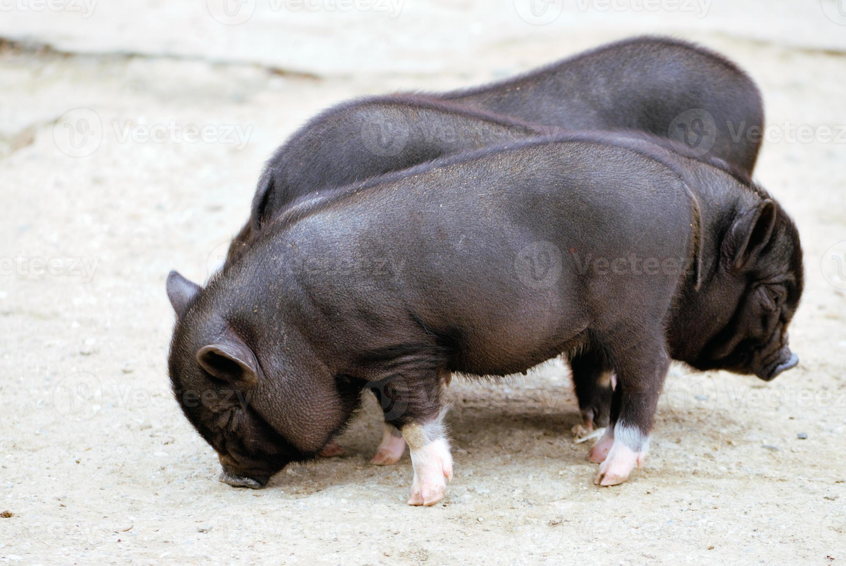 У свиньи детеныш как называется. Детеныш свиньи как называется. Детеныш свиньи как называется. Название клички животных. Как называют детеныша свиньи.