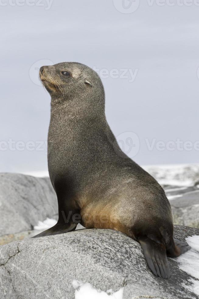 young fur seal sitting on the rocks photo