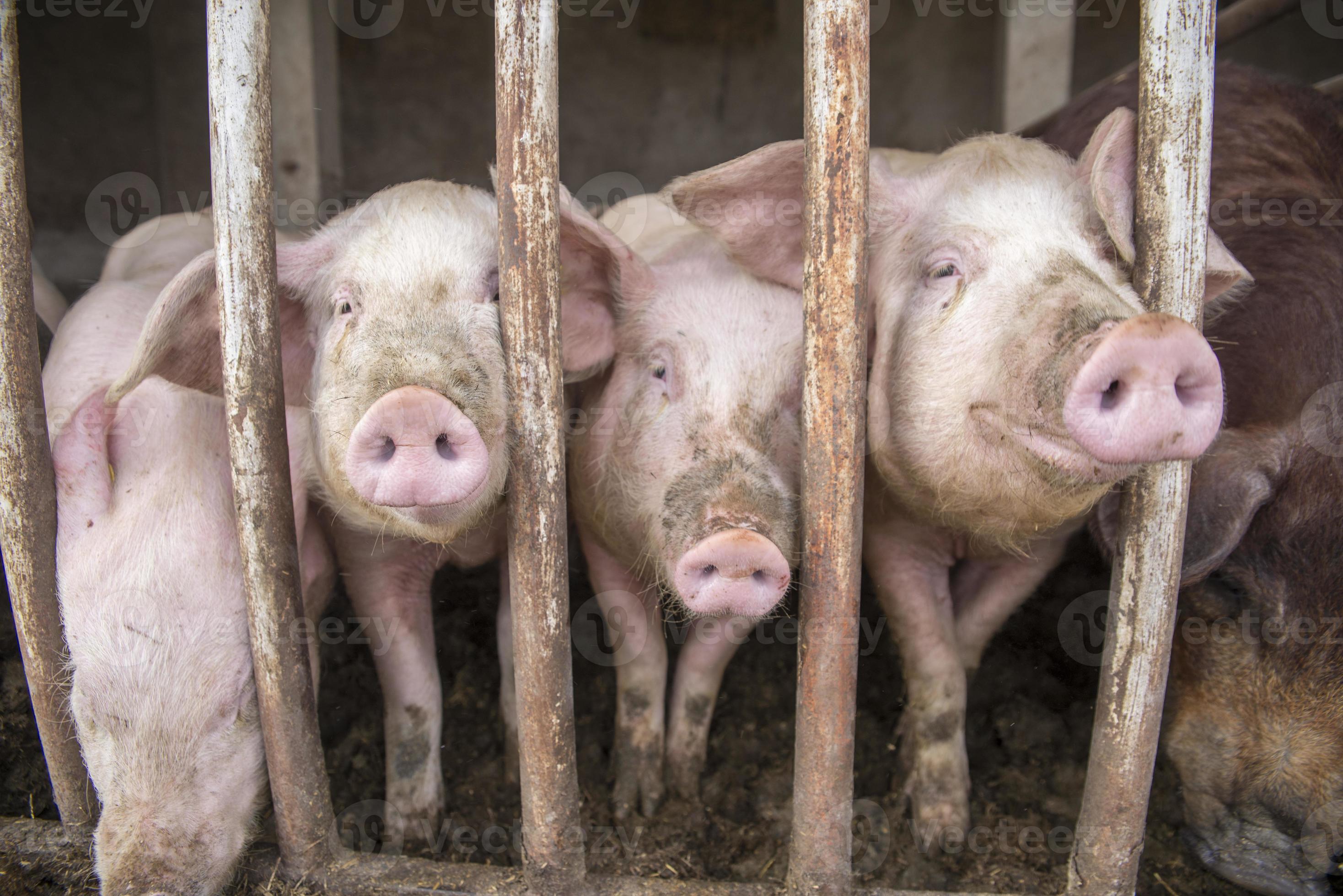 cerdos sucios 718755 Foto de stock en Vecteezy