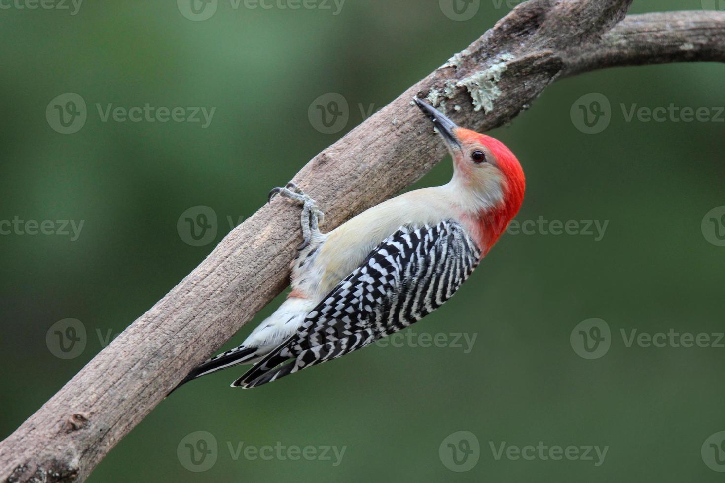 Perched Red Bellied Woodpecker photo