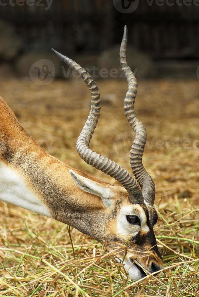 De antilopes africanos fotos Antílopes Banco