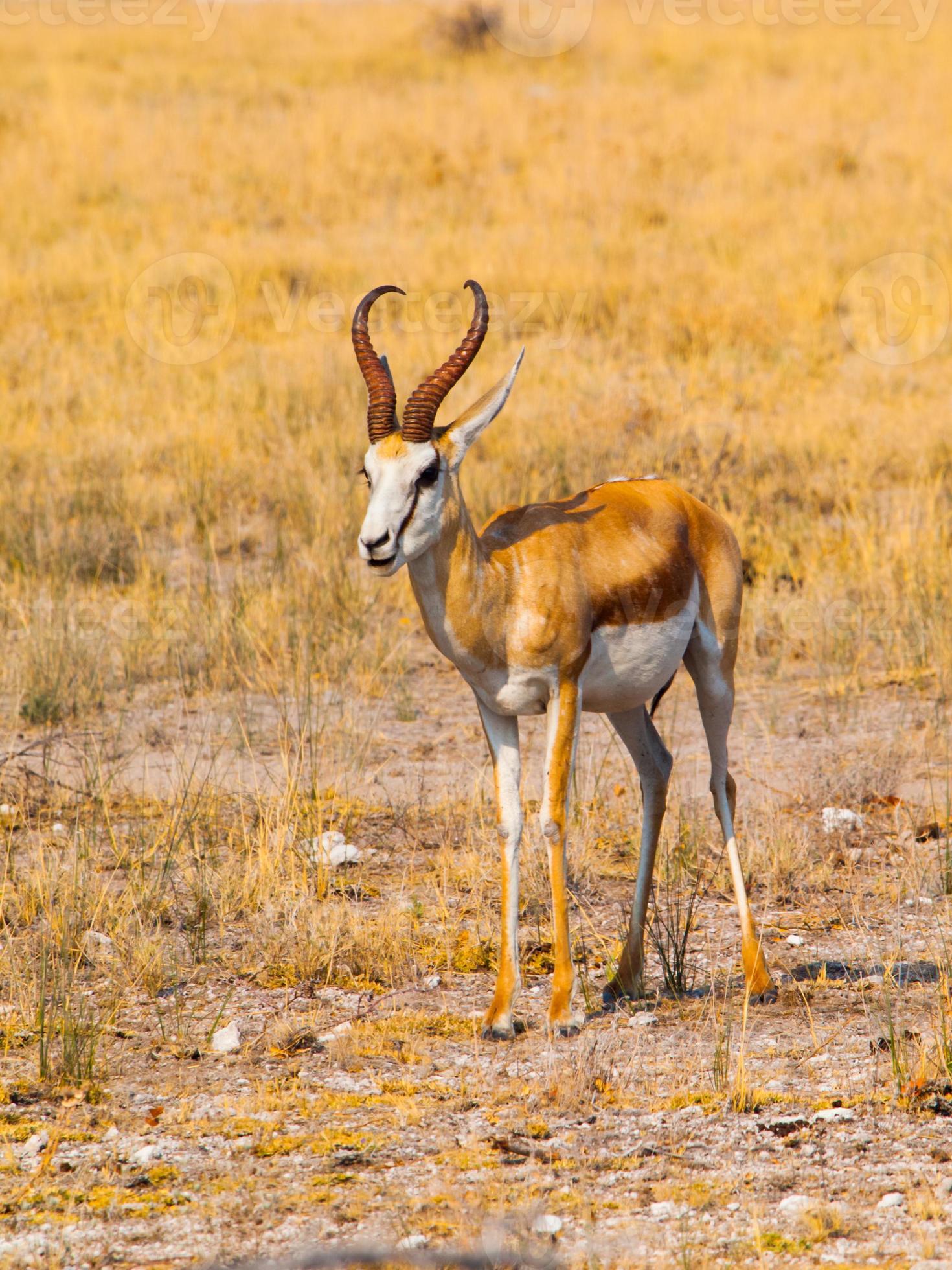Young impala in Etosha Nationa Park photo