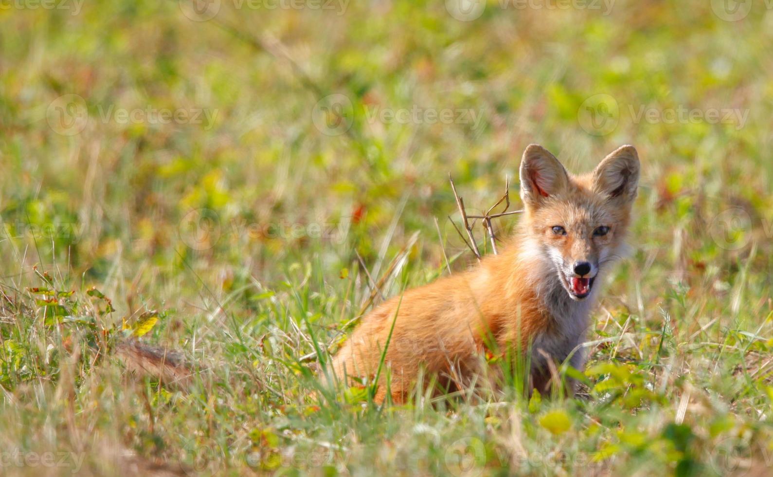 Young Red Fox Sitting and Panting photo