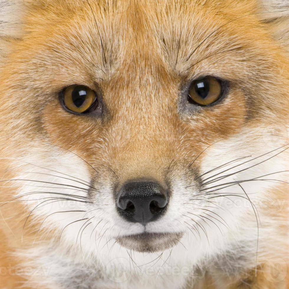 Red fox (4 years) photo