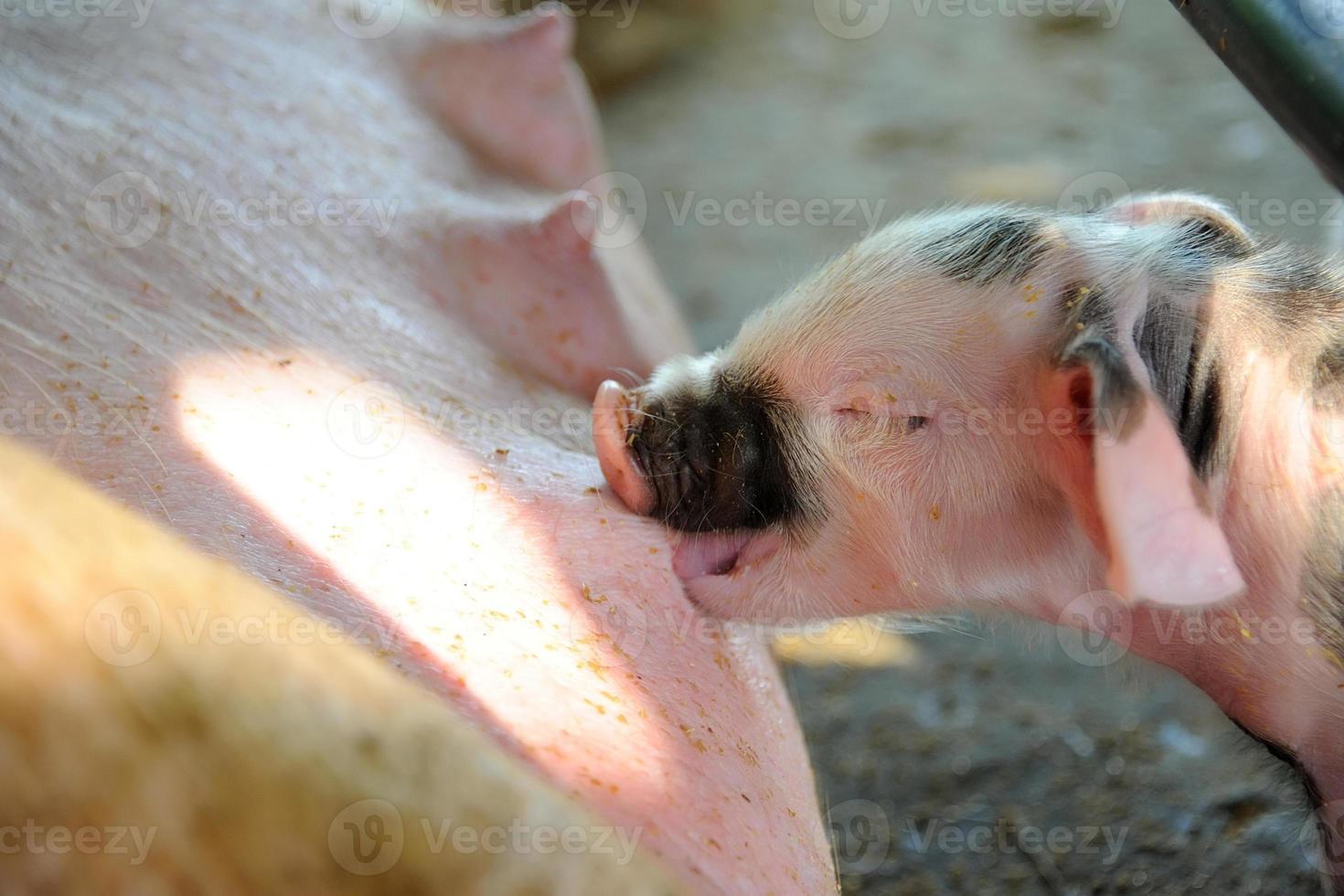 Newborn Pigs Feeding photo