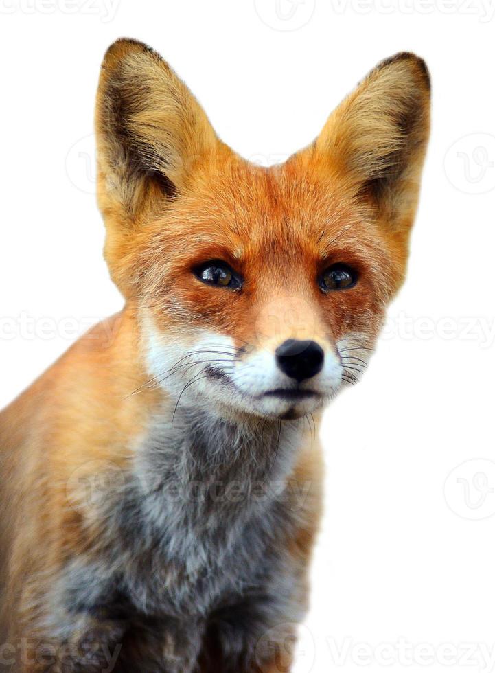 Close-up headshot of Red Fox. photo