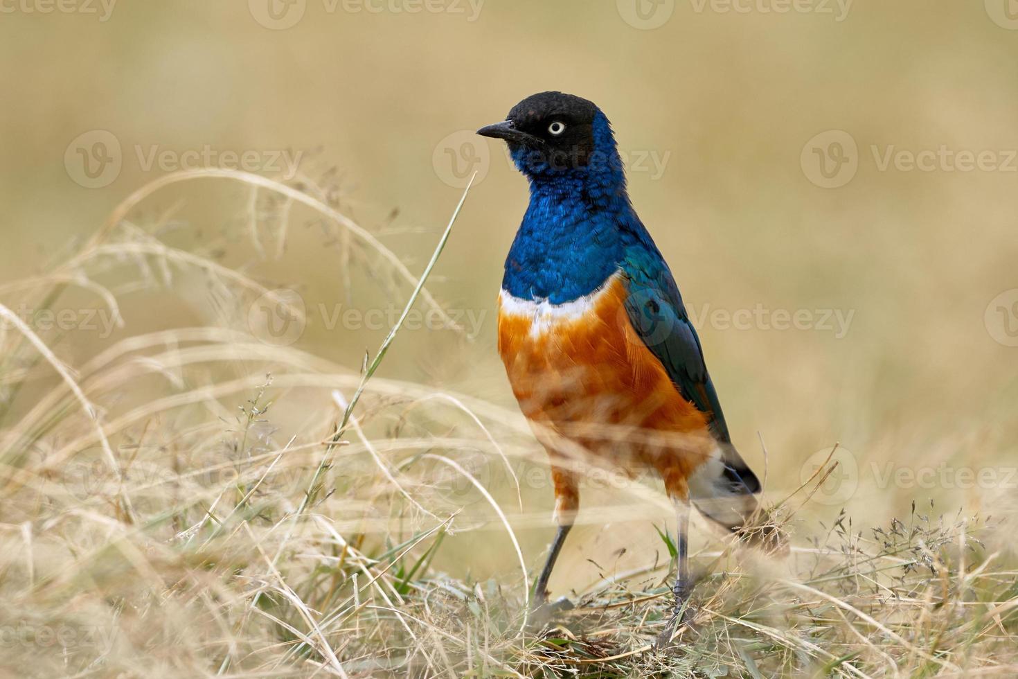 Superb starling, African and colored bird photo