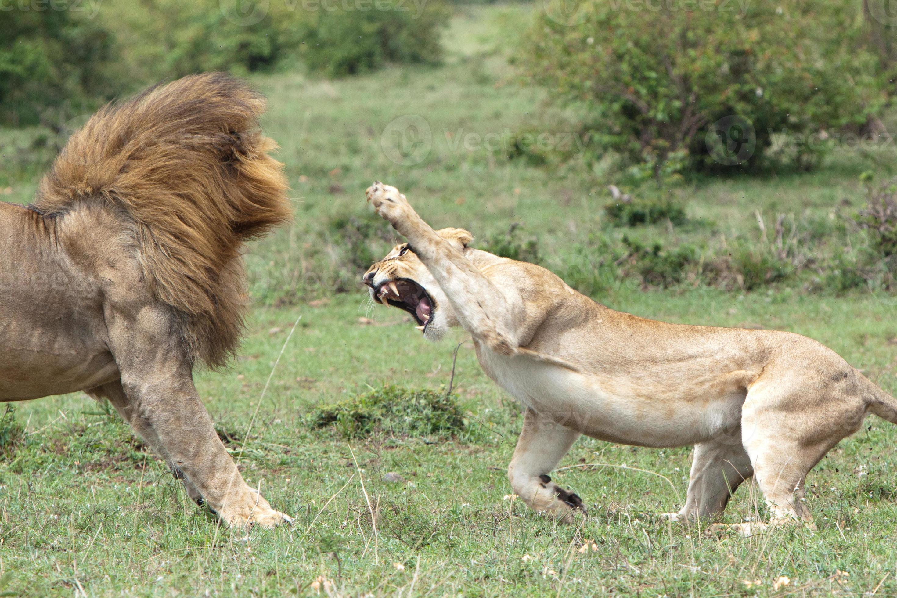 Lions fighting 718881 Stock Photo at Vecteezy