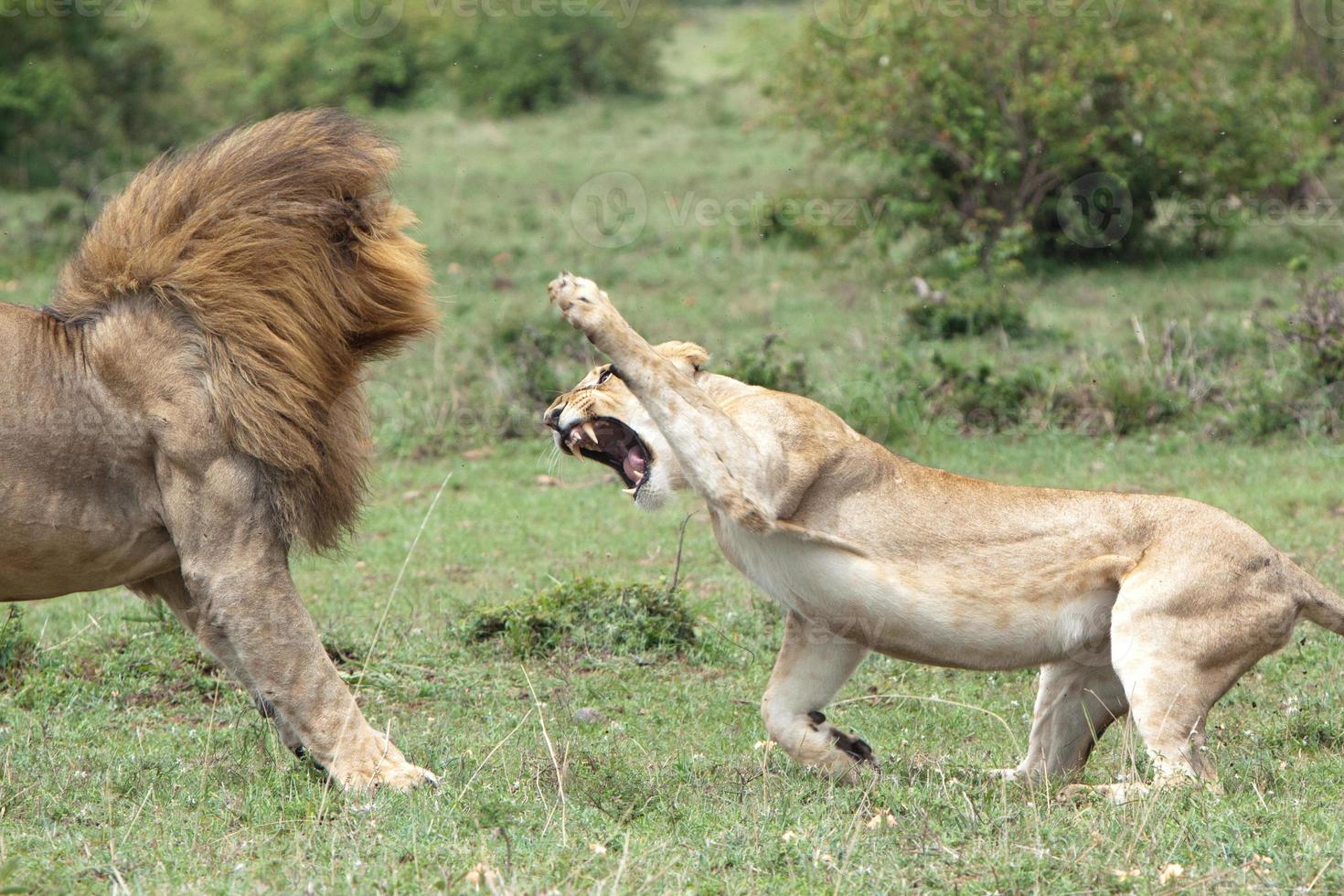 Lions fighting 718881 Stock Photo at Vecteezy
