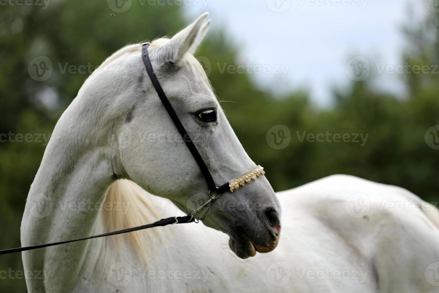 Beautiful thoroughbred horse head at farm against natural backgr photo
