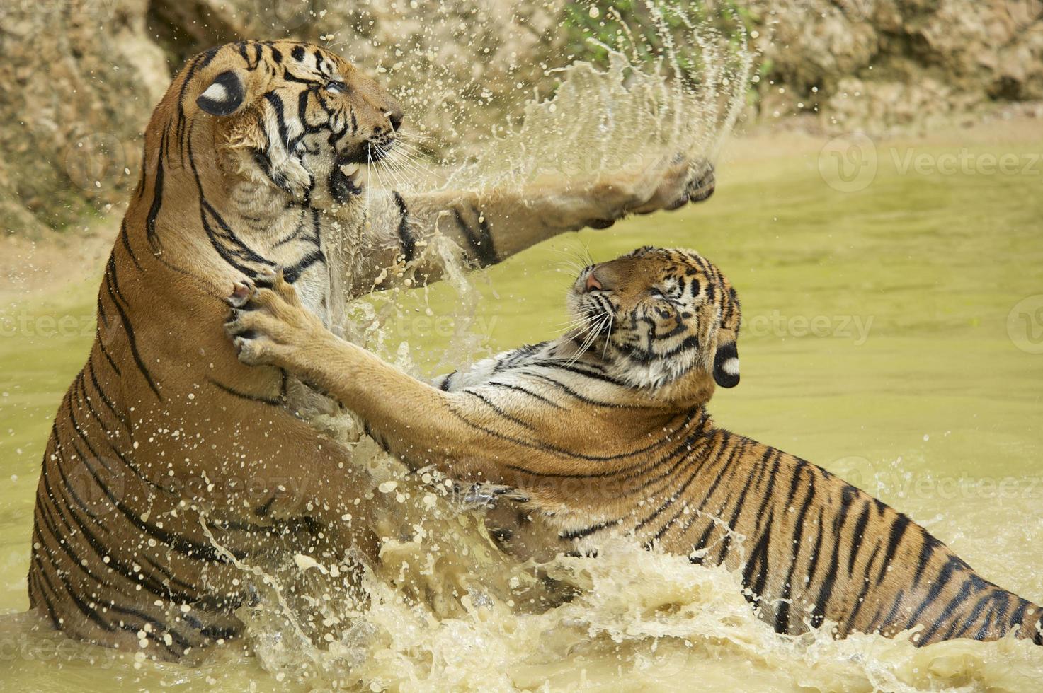 Adult Indochinese tigers fight in the water. photo