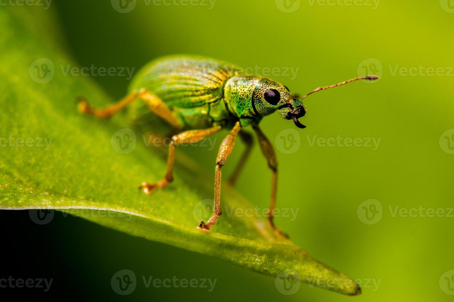 Green Nettle Weevil photo