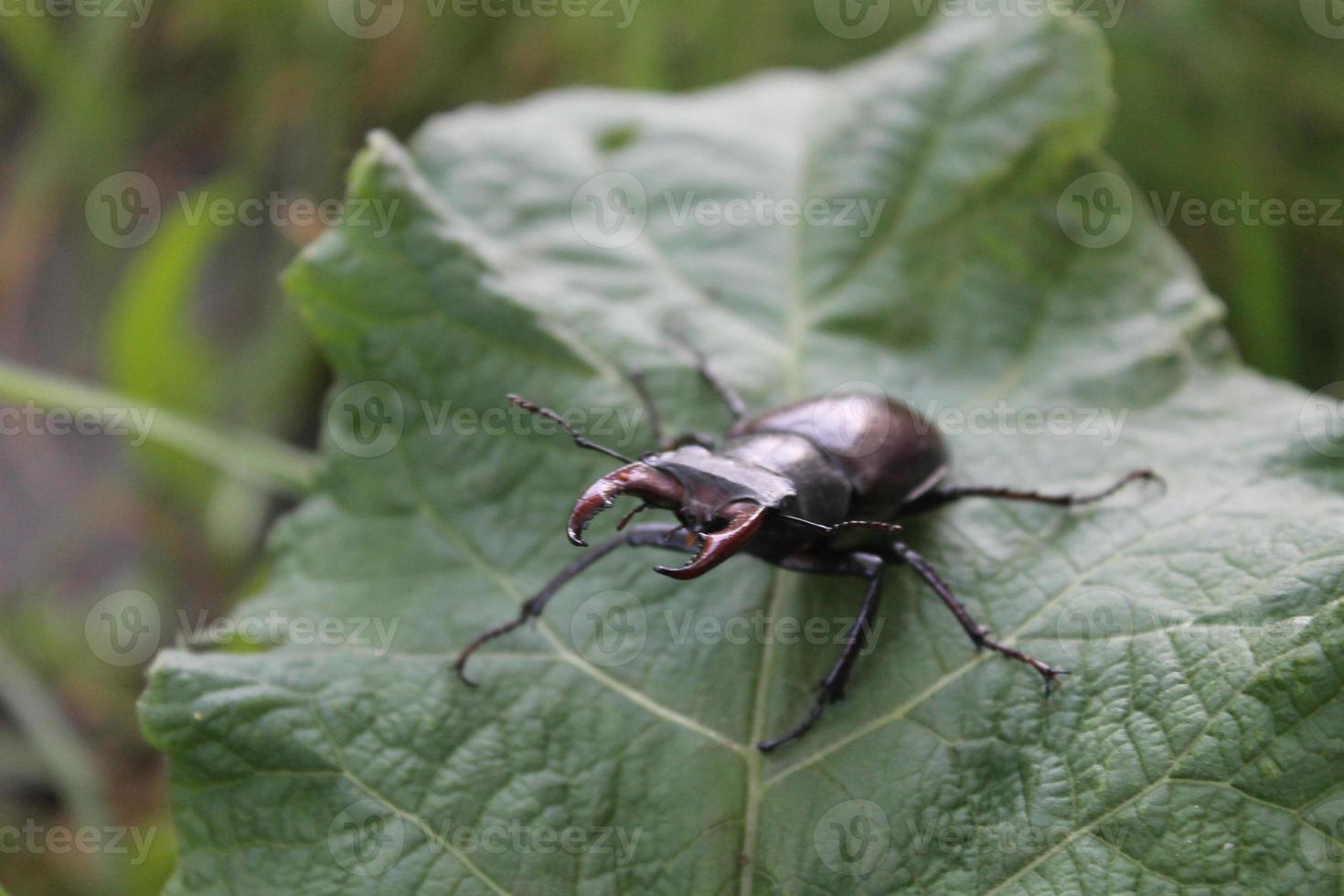 Stag-beetle photo