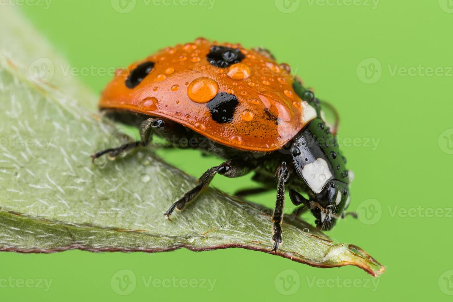 Dew Covered Ladybird photo