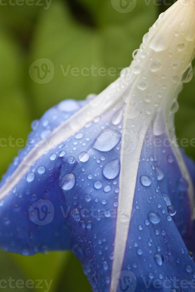 gotas de agua en las flores 719216 Foto de stock en Vecteezy gotas de agua en las flores 719216 Foto de stock en Vecteezy