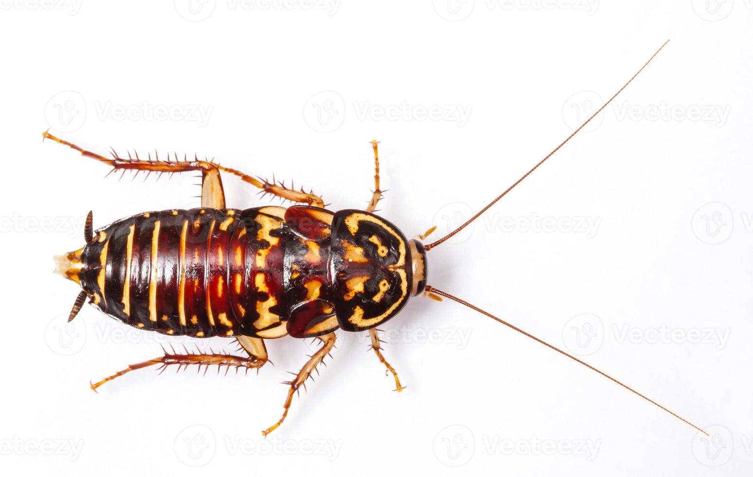 Harlequin Cockroach photo