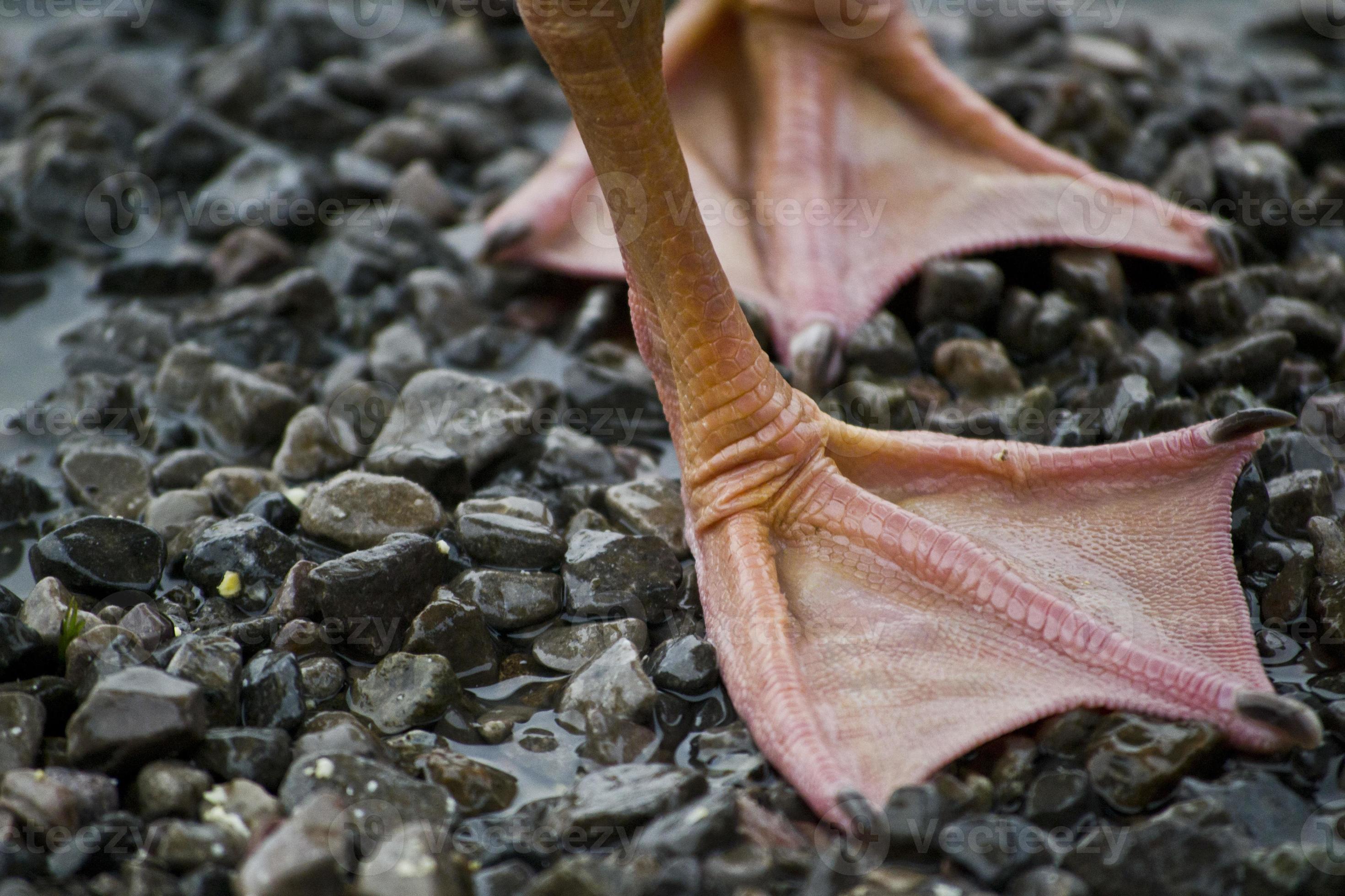 Ducks Feet 719365 Stock Photo at Vecteezy