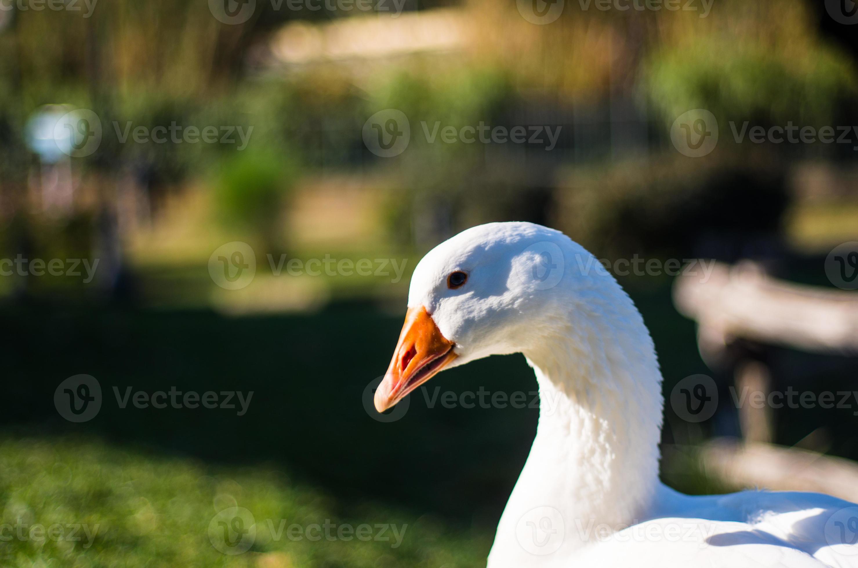 Duck profile 719402 Stock Photo at Vecteezy