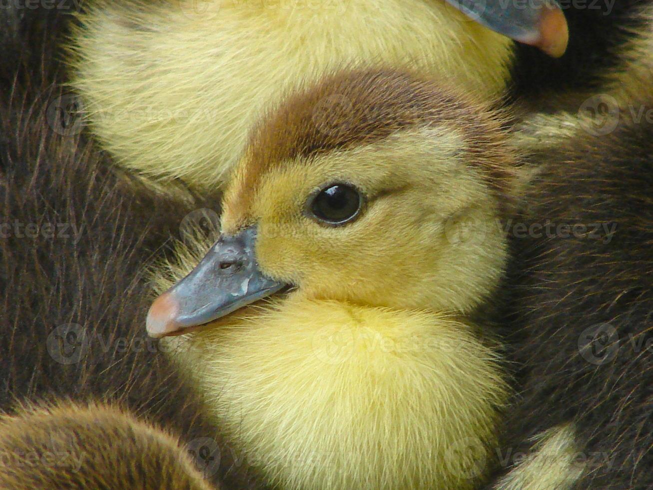 Muscovy duckling photo