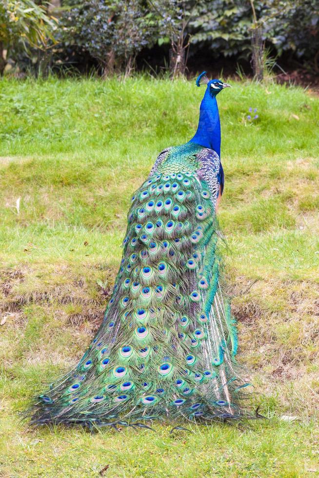 Rear view of a peacock displaying his fine feathers photo