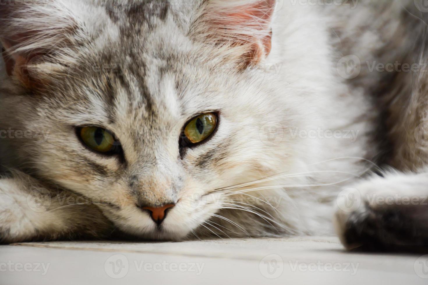 Young Maine Coon cat lie on floor photo