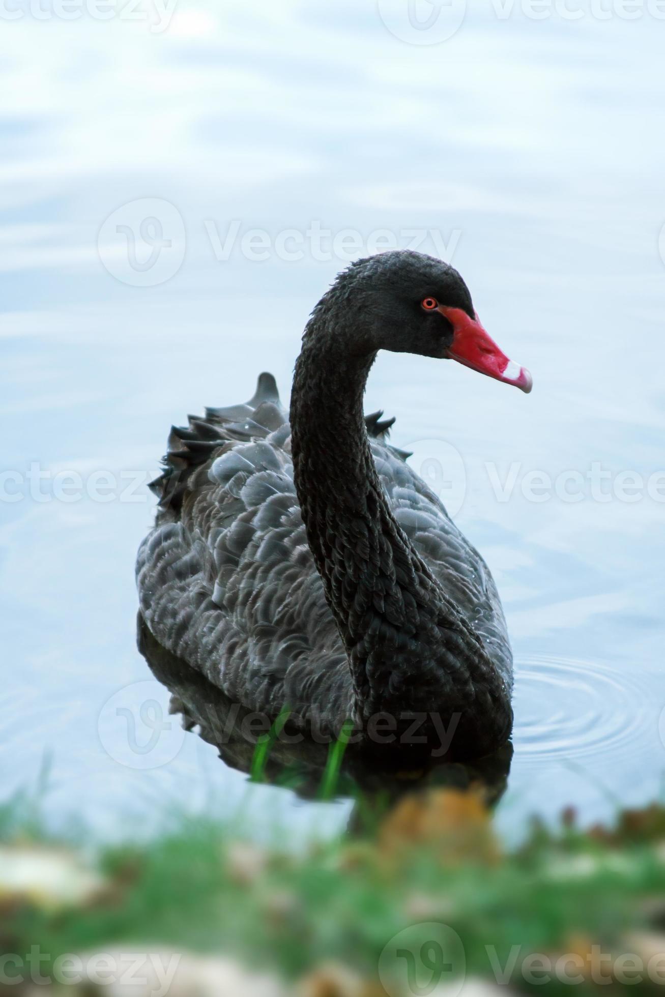 Black Swan 719924 Stock at Vecteezy