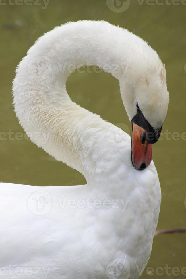 White Swan Grooming in the Water photo