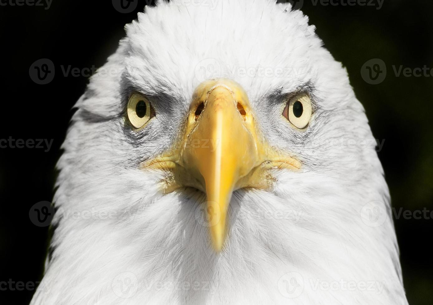 bald eagle portrait close up with focus on eyes photo