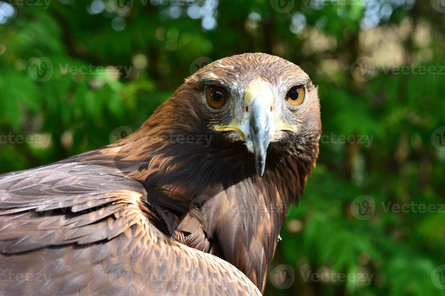 golden eagle photo