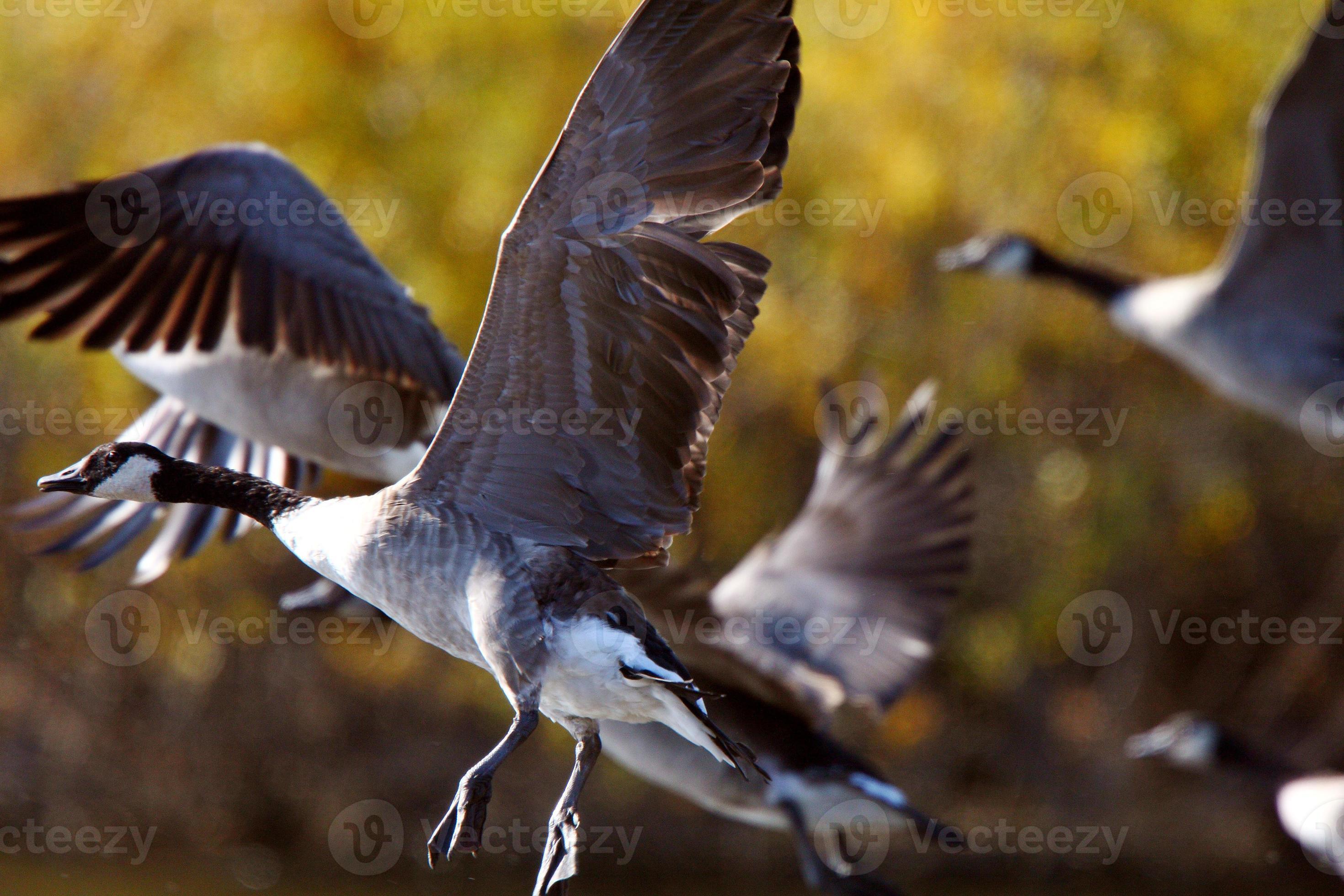 gansos de Canadá tomando vuelo desde el estanque de las praderas foto