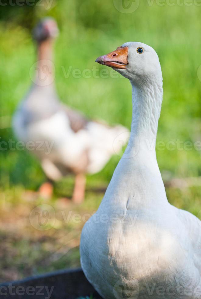 Geese photo