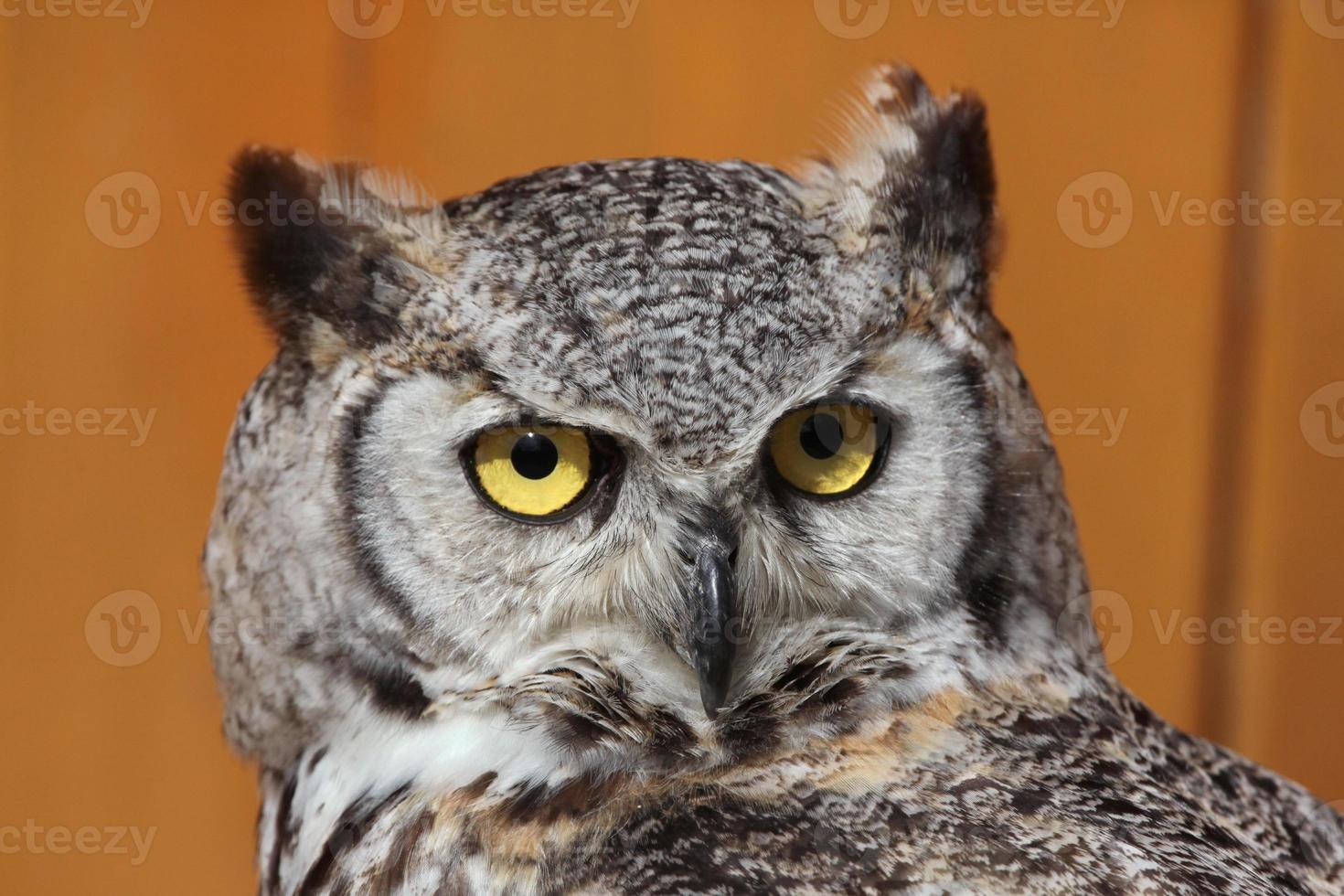 Great horned owl (Bubo virginianus). photo