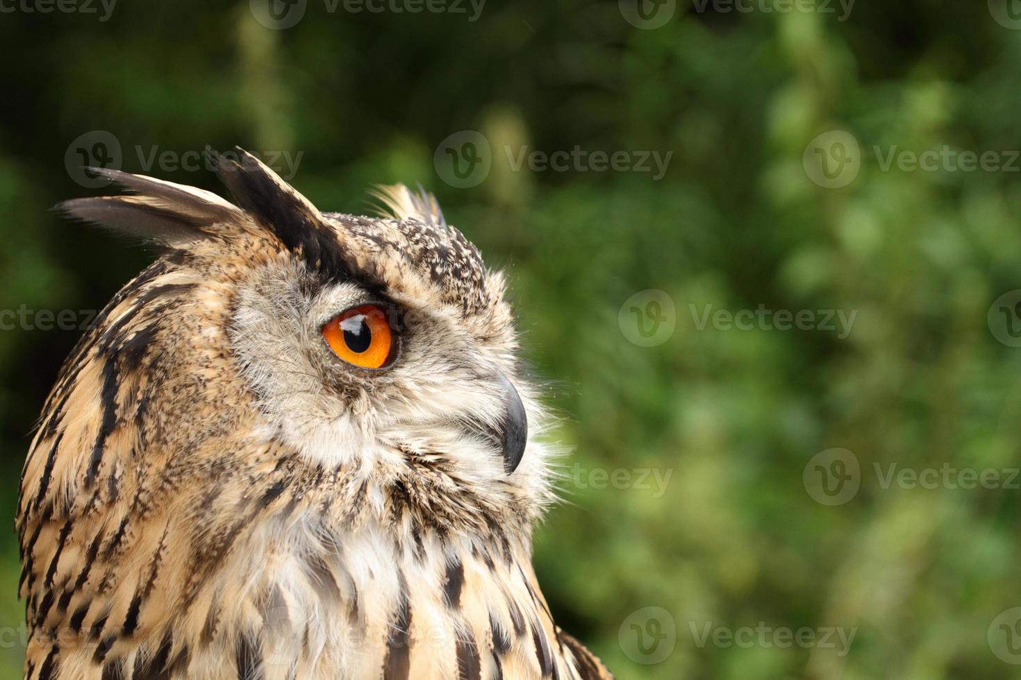 Eurasian Eagle Owl. photo