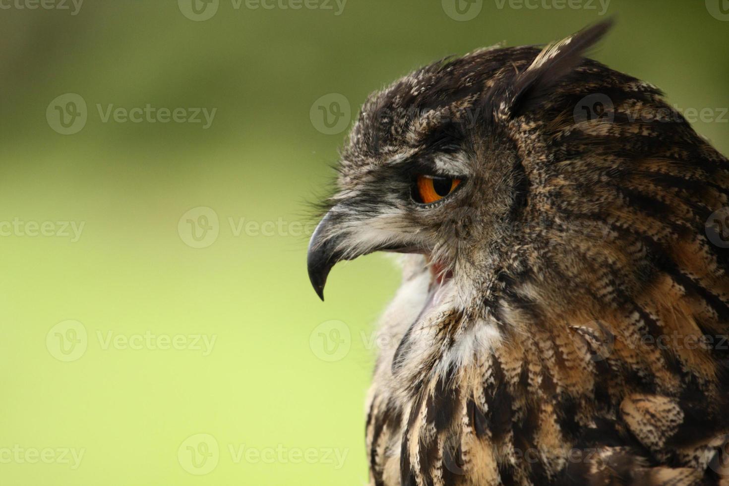 Eurasian Eagle Owl. photo