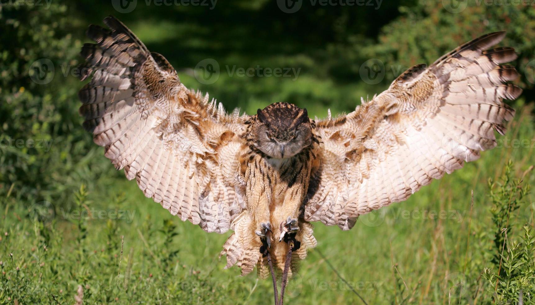 Eurasian Eagle Owl photo