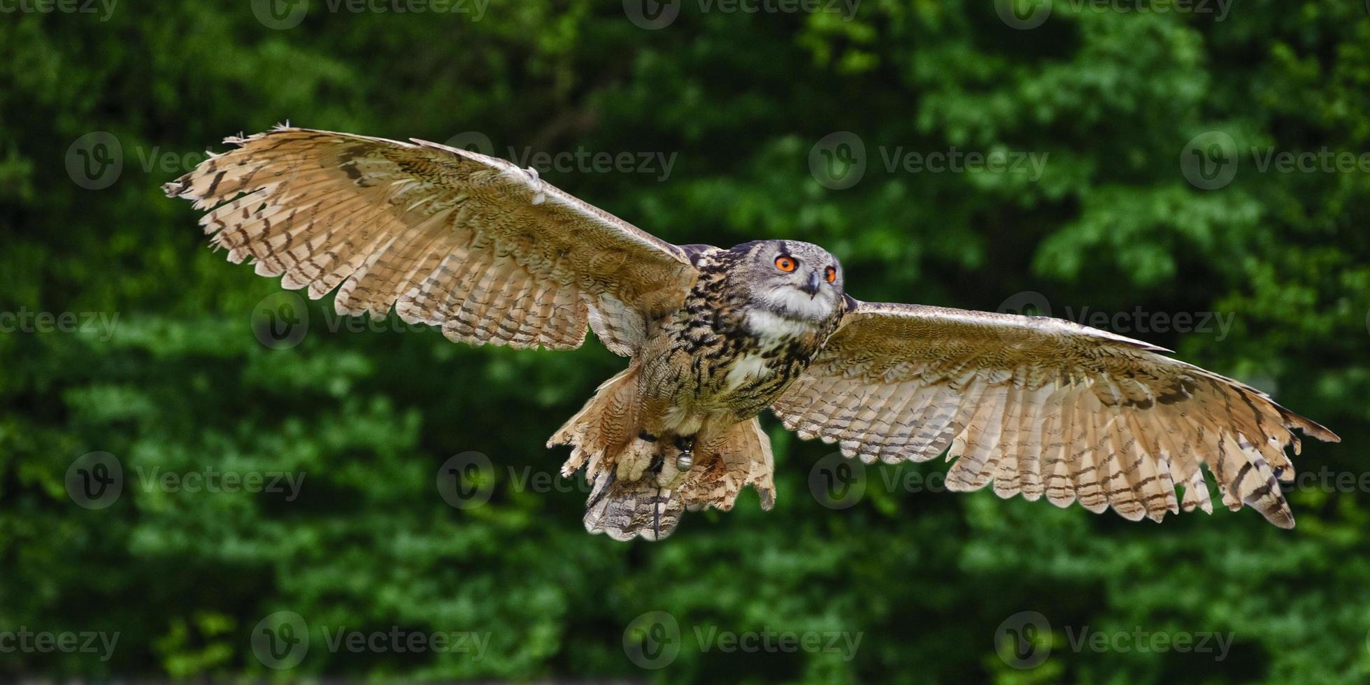 Stunning European eagle owl in flight photo