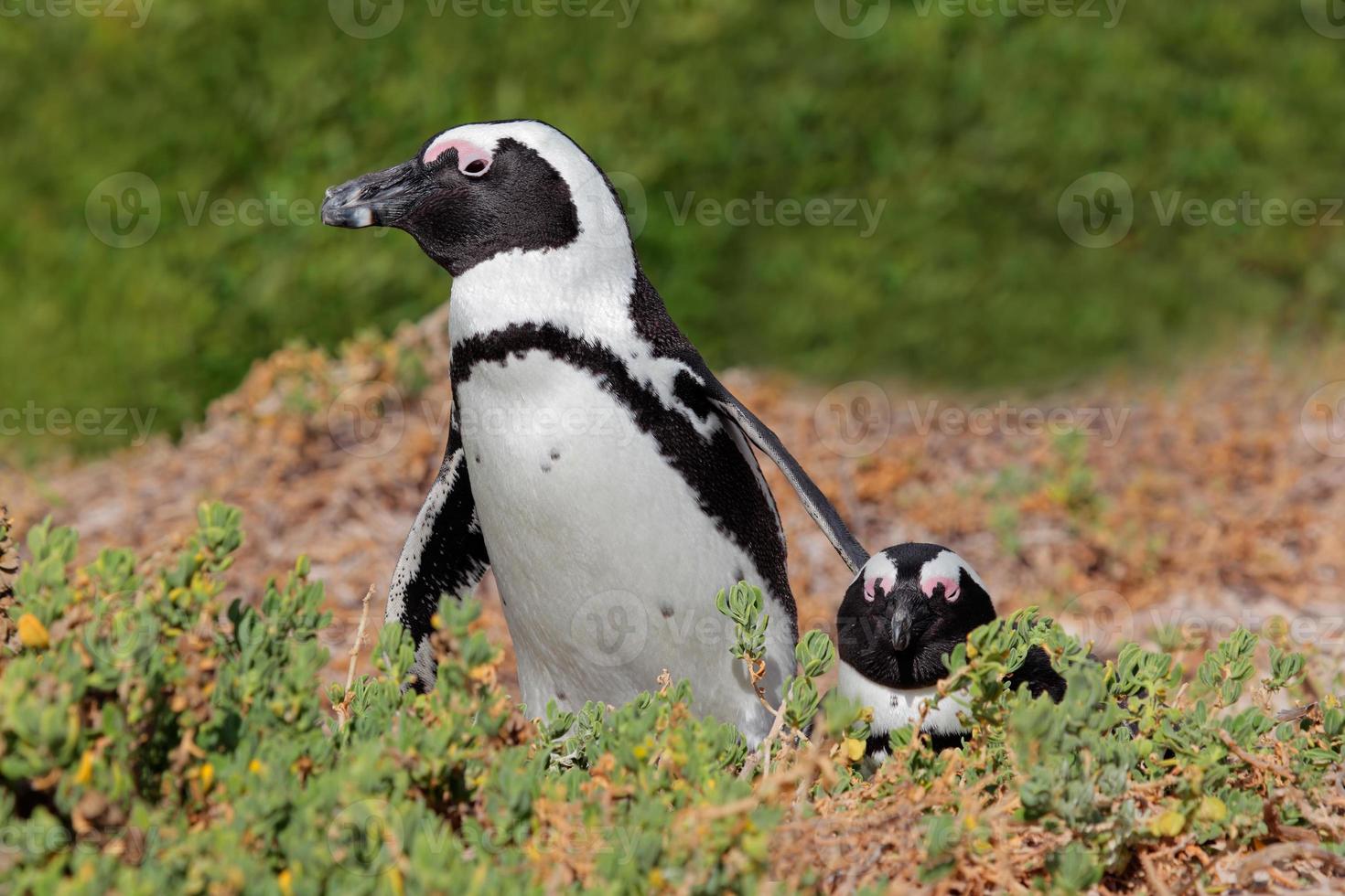 pingüinos africanos foto