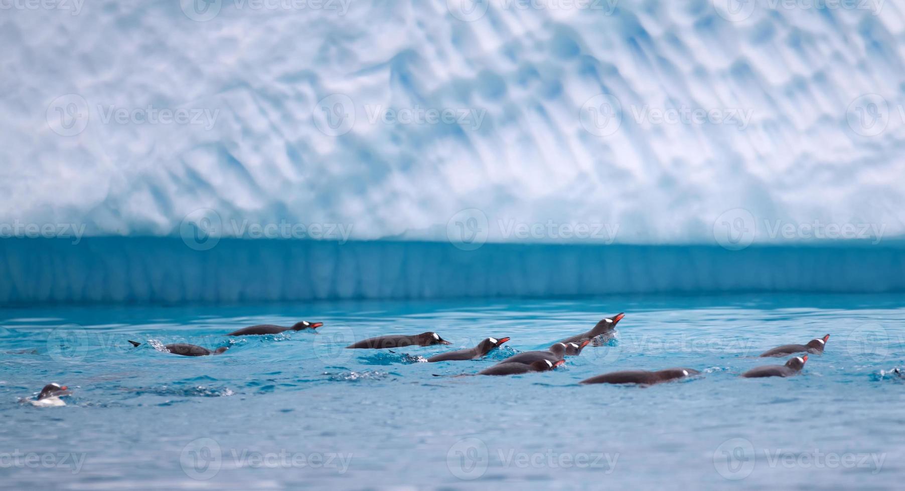 pingüinos gentoo nadando en aguas antárticas foto