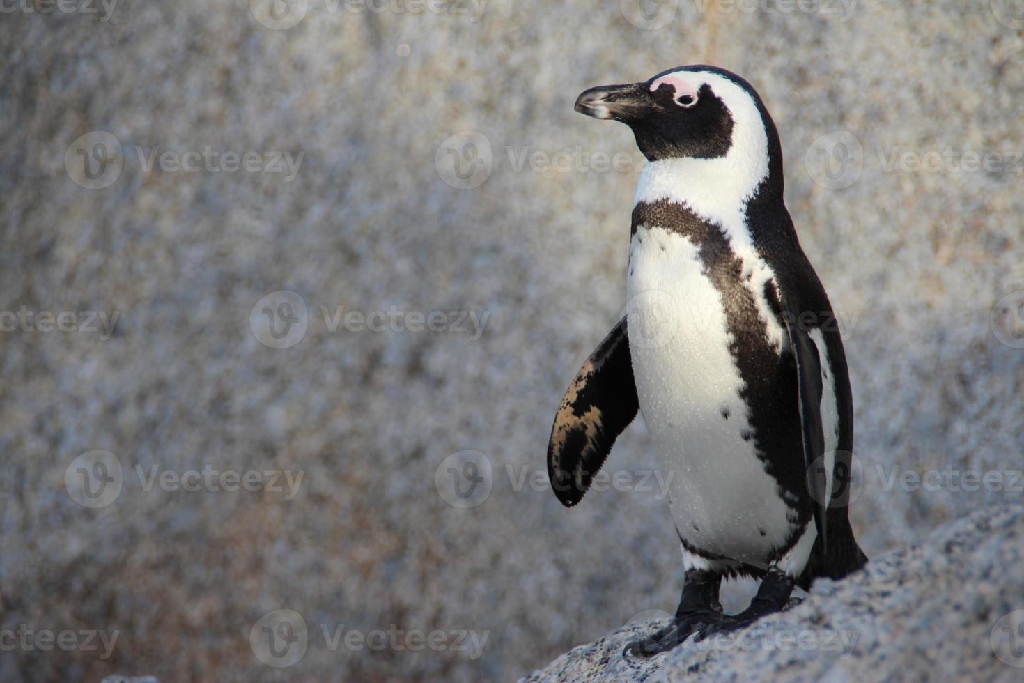 African penguin at Boulders Beach, South Africa photo