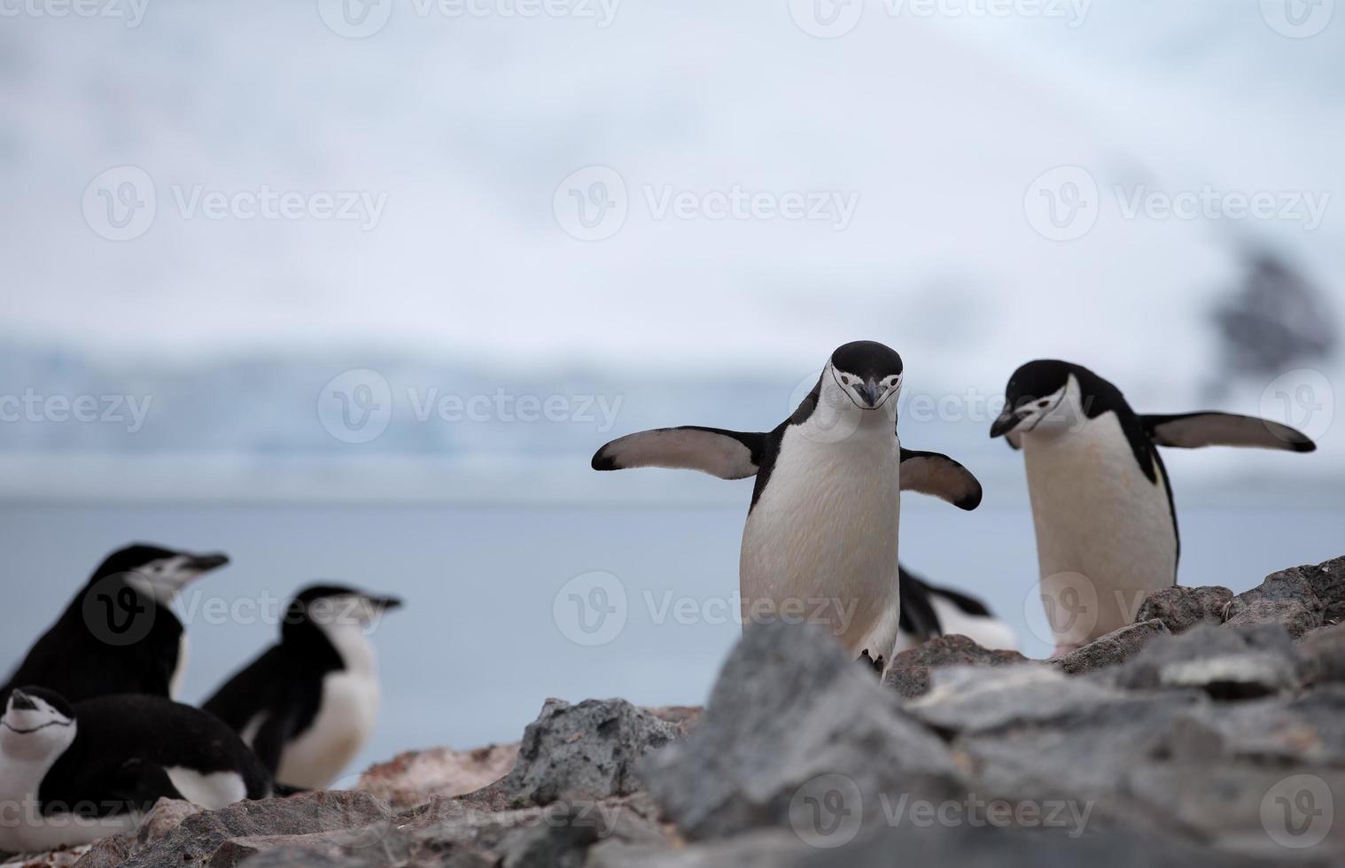 pingüinos de barbijo en formación rocosa foto