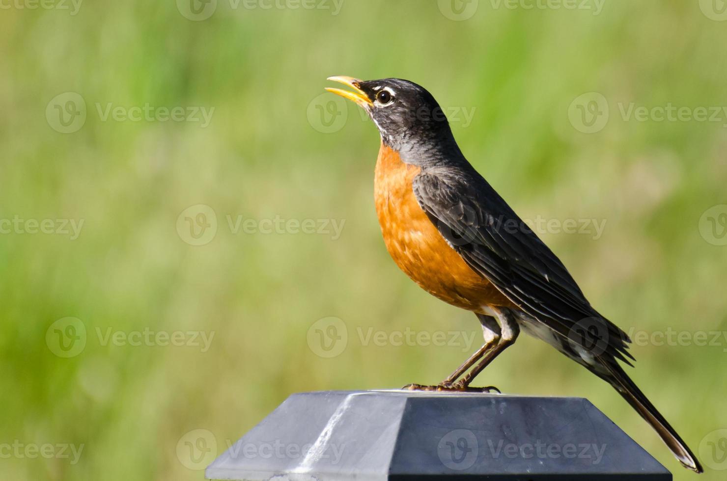 American Robin Singing While Perched on a Backyard Light photo