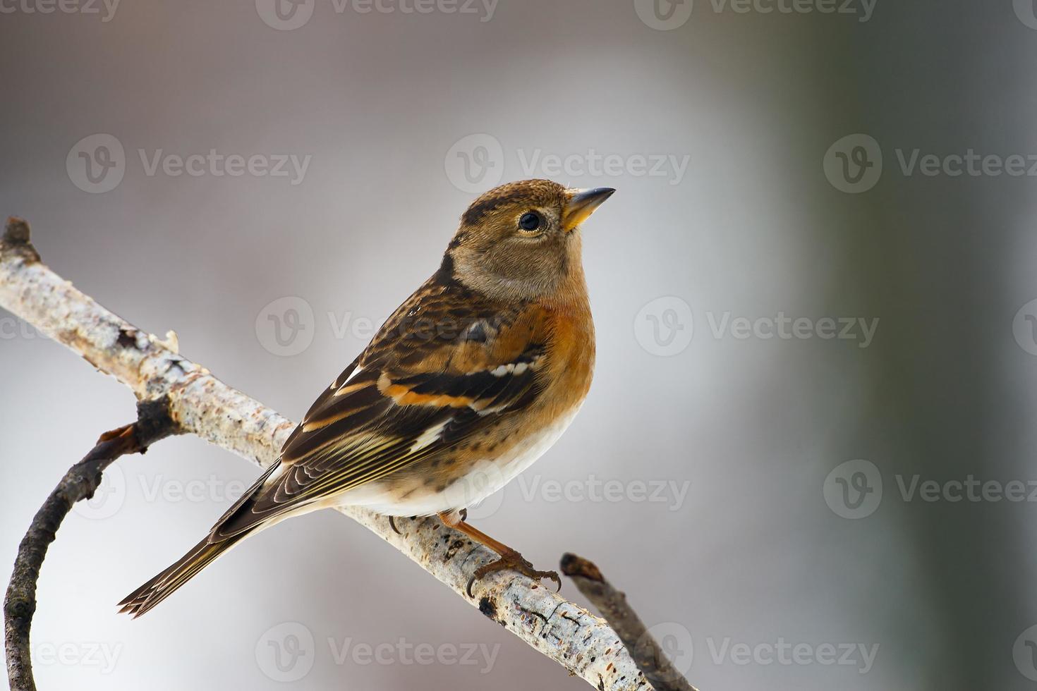 Brambling female perched on a branch photo