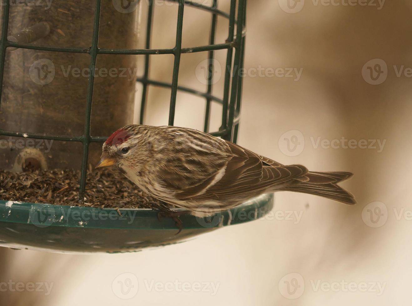 Redpoll in the Winter photo