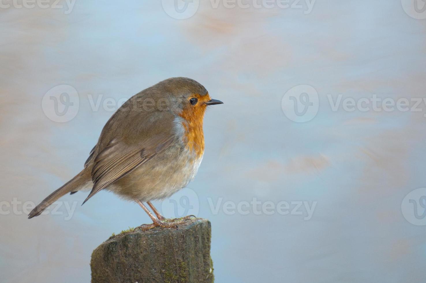 english winter robin on the river photo