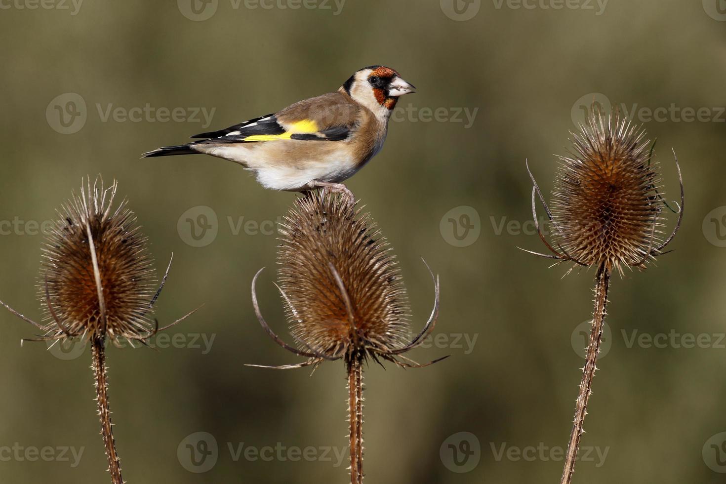 Goldfinch, Carduelis cardueliss photo