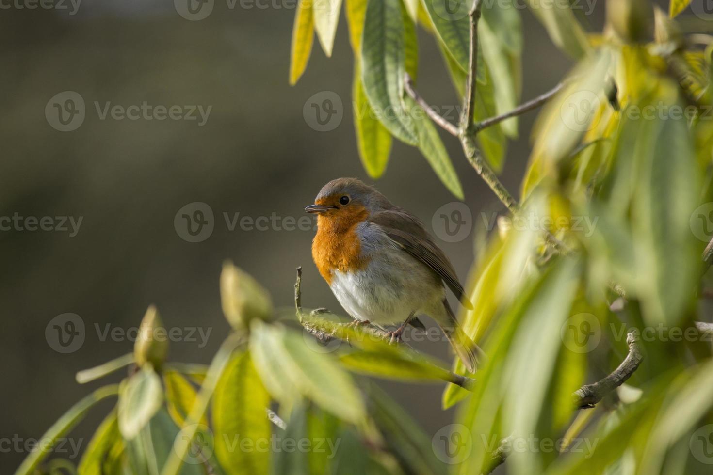 Robin Red Breast (Erithacus rubecula) photo