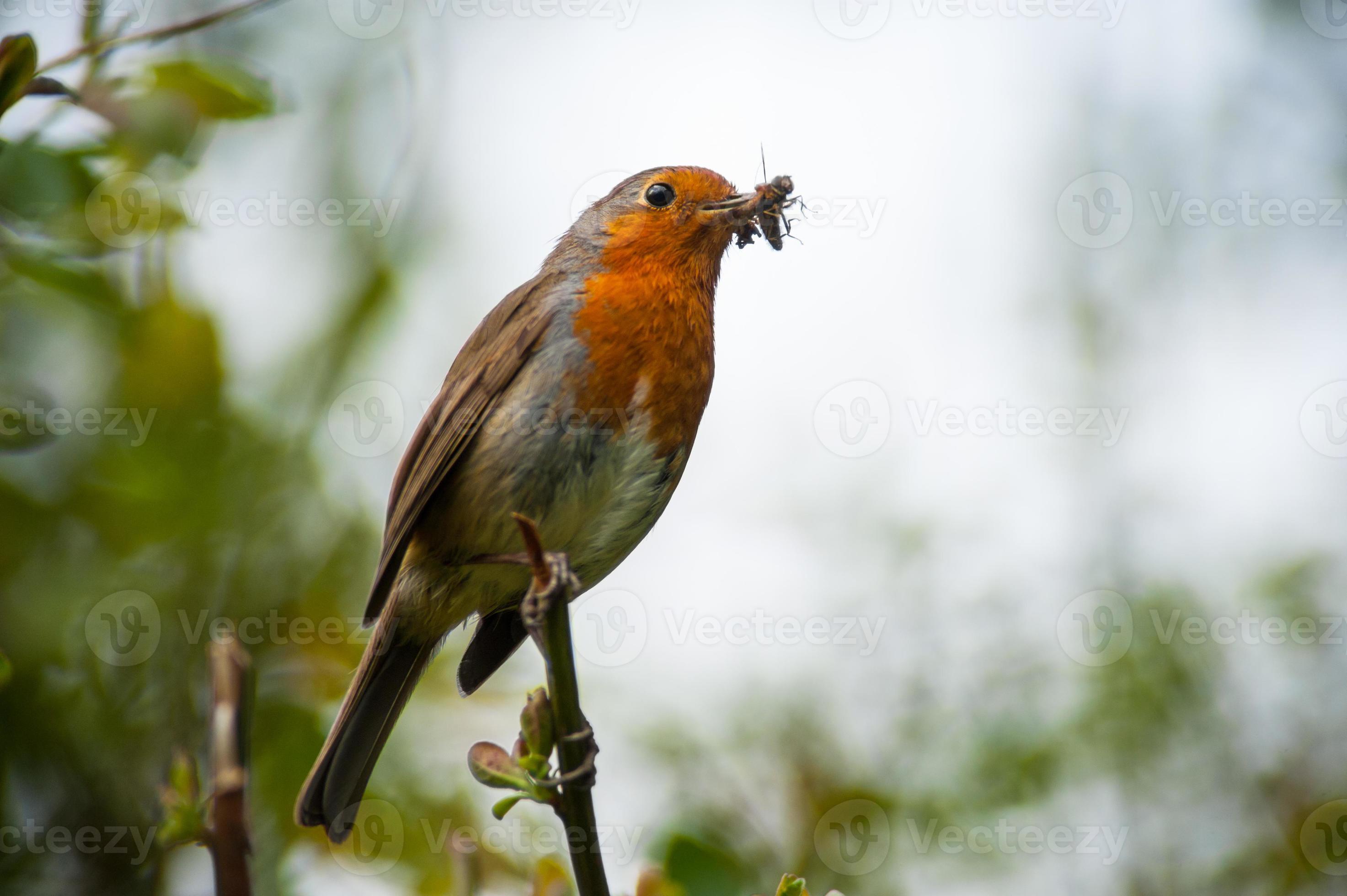 red robin bird eating an insect 721086 Stock Photo at Vecteezy