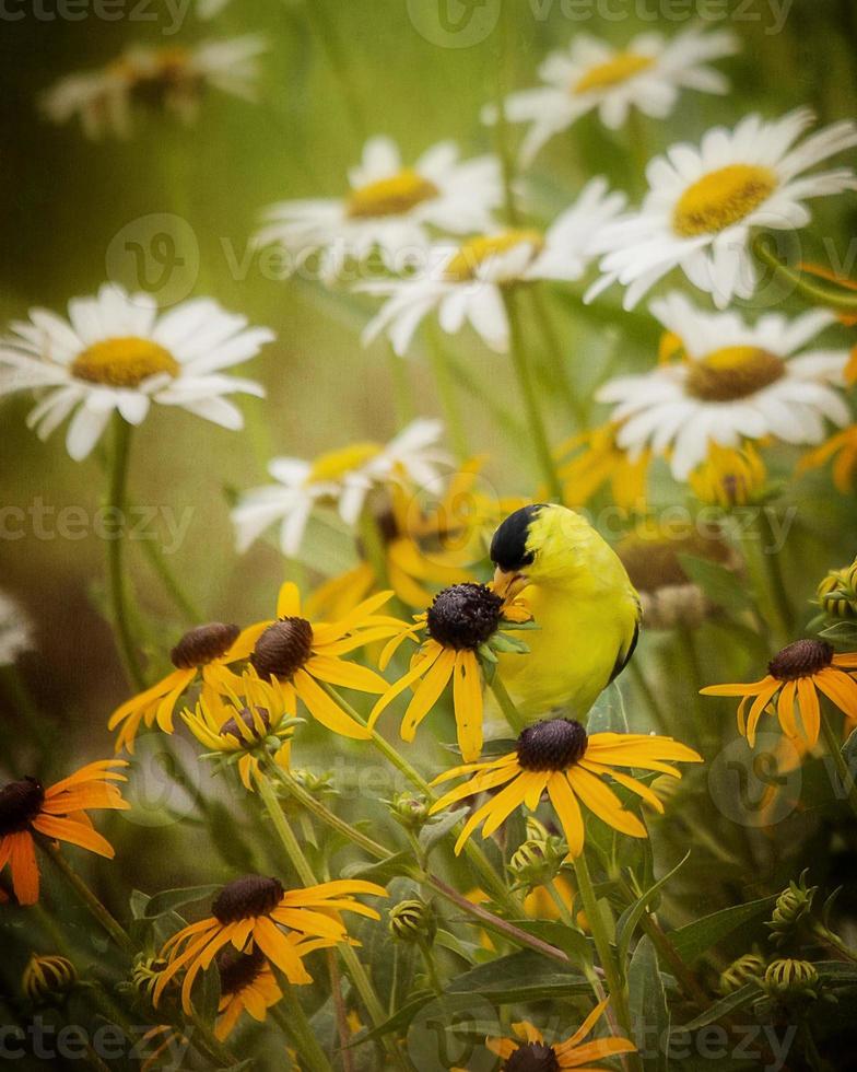 Goldfinch on the Black-Eyed Susan photo