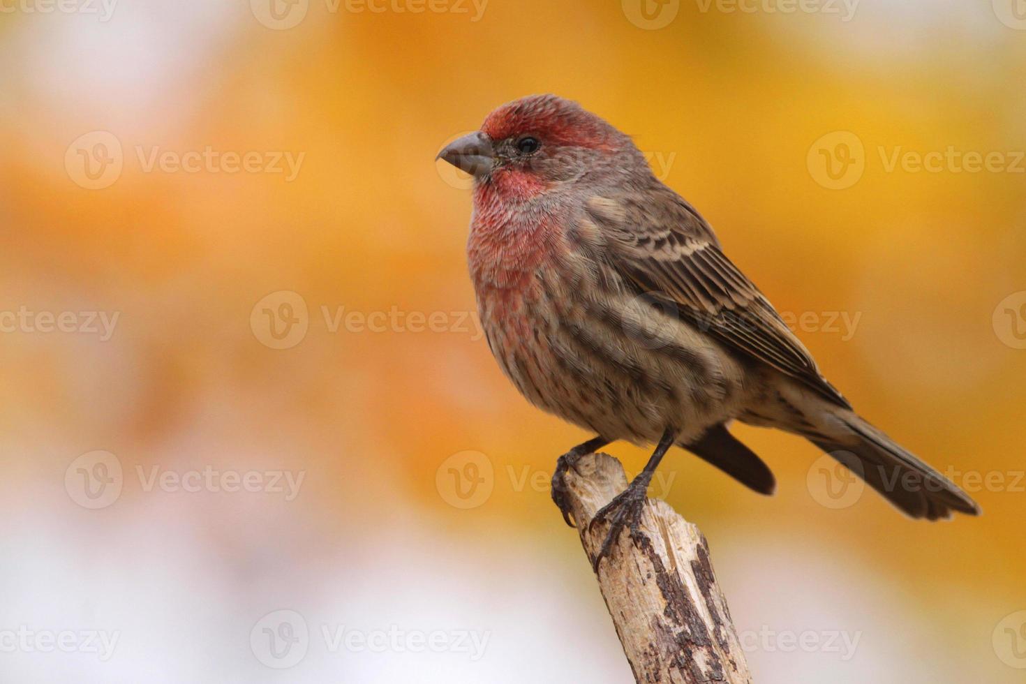 House Finch in autumn photo