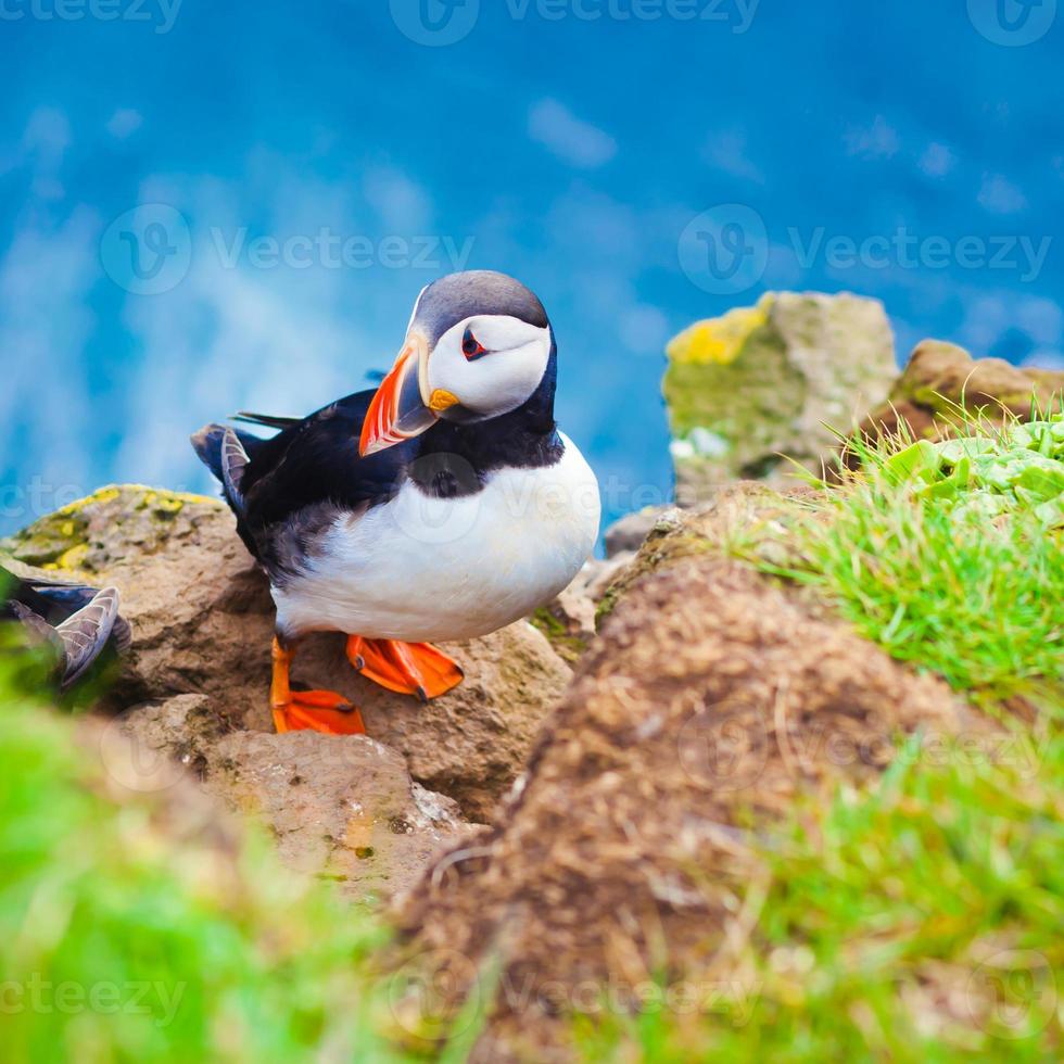 Beautiful vibrant picture of Atlantic Puffins on Latrabjarg cliffs photo
